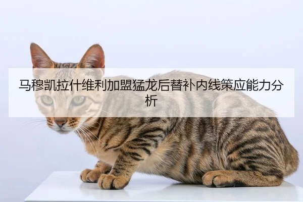 马穆凯拉什维利加盟猛龙后替补内线策应能力分析