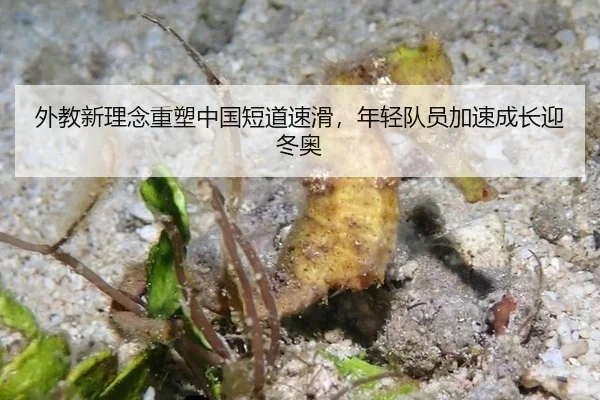 外教新理念重塑中国短道速滑，年轻队员加速成长迎冬奥