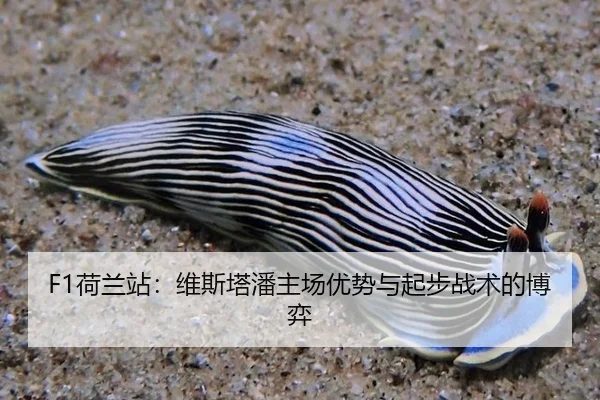 he-lan-zhan-wei-si-ta-pan-zhu-chang-you-shi-yu-qi-bu-zhan-shu-de-bo-yi-3-901.jpg